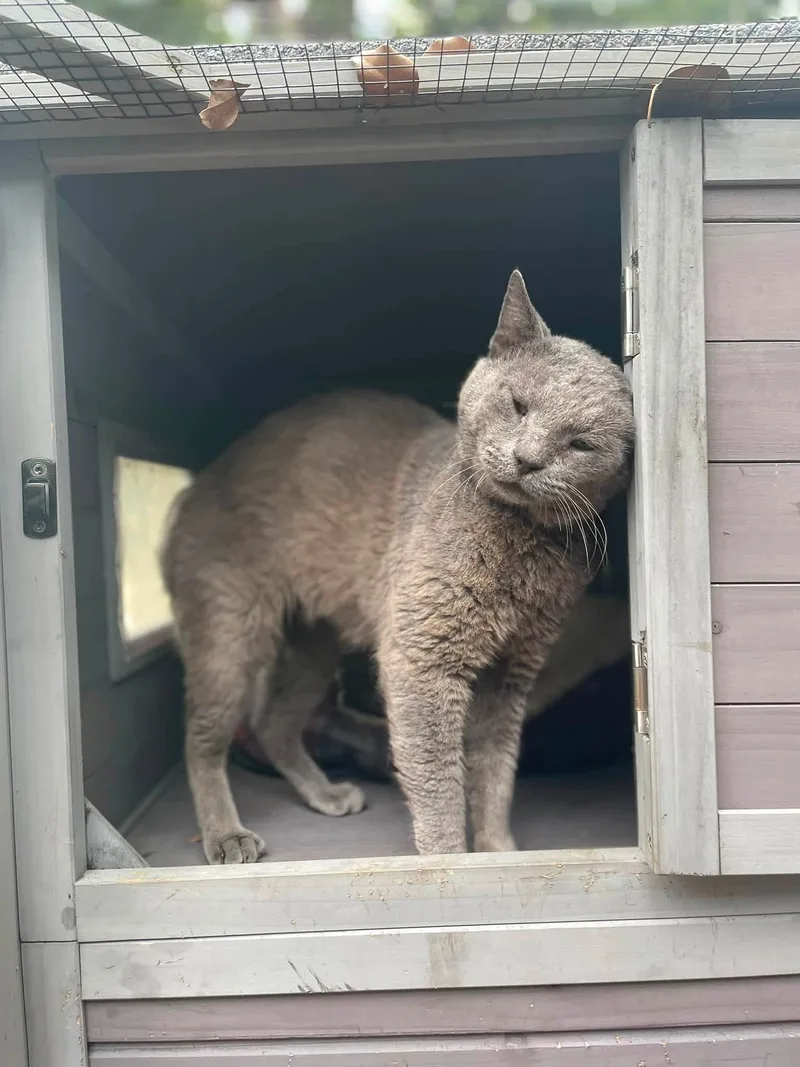 An adult small-sized male gray Domestic Short Hair cat named Albert for adoption