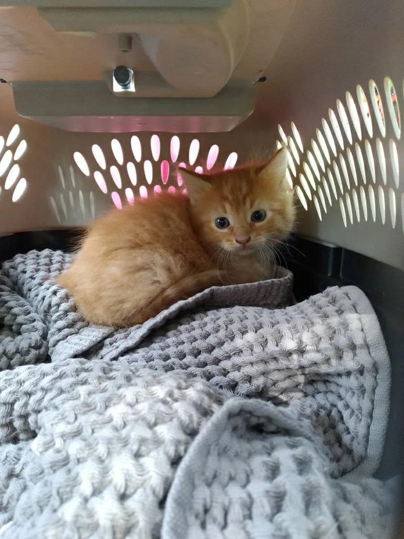 A baby small-sized male Orange Tabby cat named Nemo for adoption