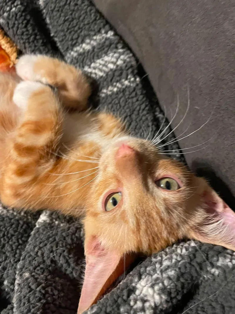 A baby small-sized male Orange tabby with white Domestic Short Hair cat named Blade for adoption