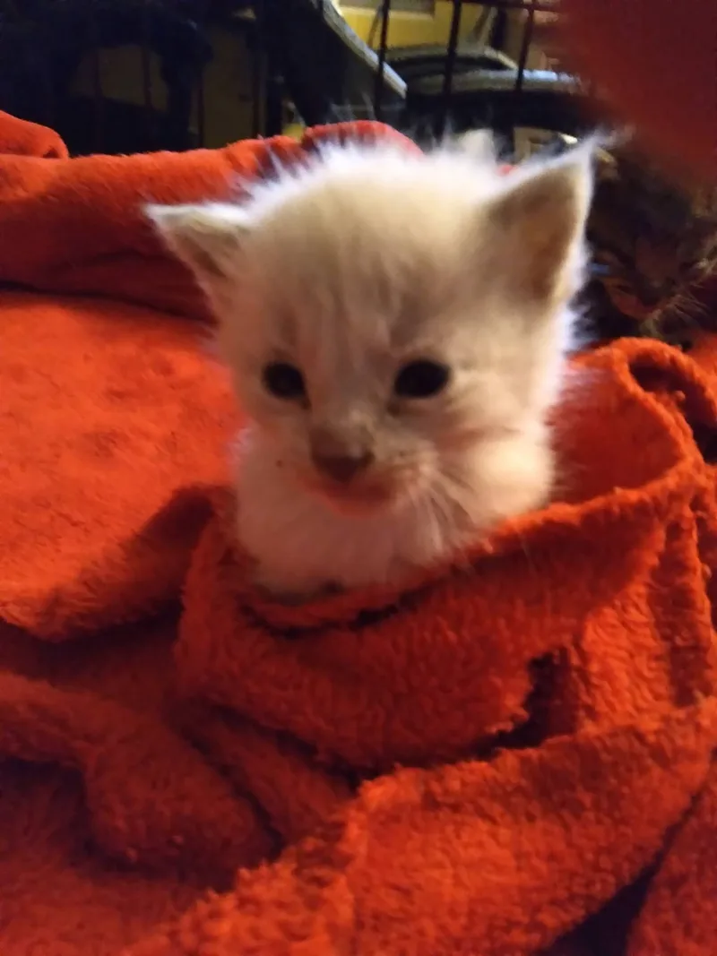 A baby small-sized male White with faded brown Siamese cat named Artie for adoption