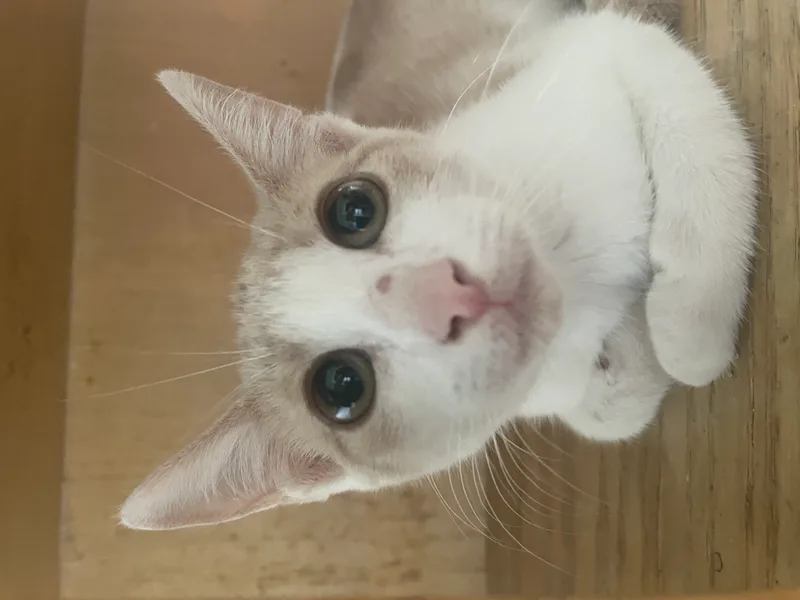 A baby small-sized female Pale orange and white Domestic Short Hair cat named Elsa for adoption