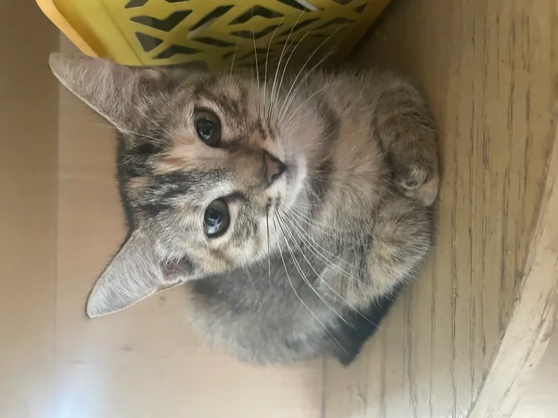 A baby small-sized female gray Dilute Tortoiseshell cat named Katydid for adoption