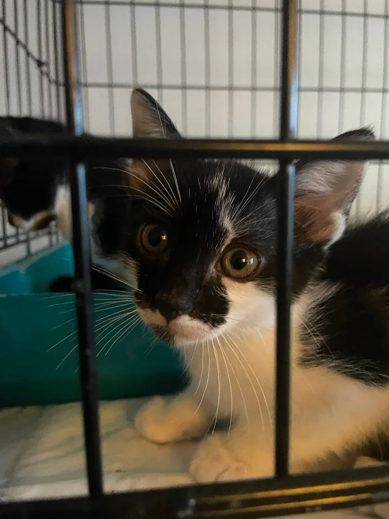 A baby small-sized male Black and white American Shorthair cat named Orbit for adoption