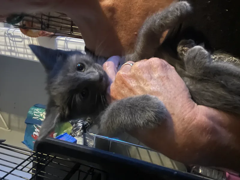 A baby small-sized male Gray Domestic Short Hair cat named Infinity for adoption