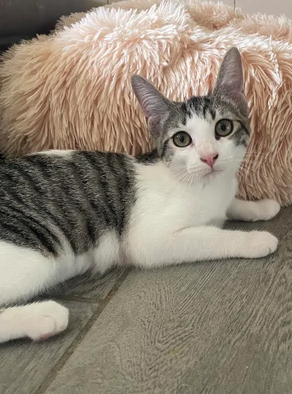A baby small-sized female Tabby and white American Shorthair cat named Feona for adoption