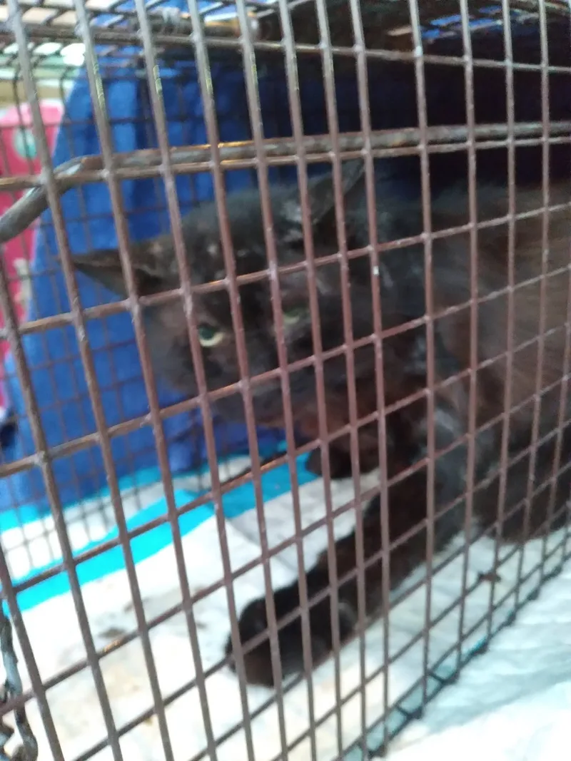 An adult small-sized male Black Domestic Short Hair cat named Harry for adoption