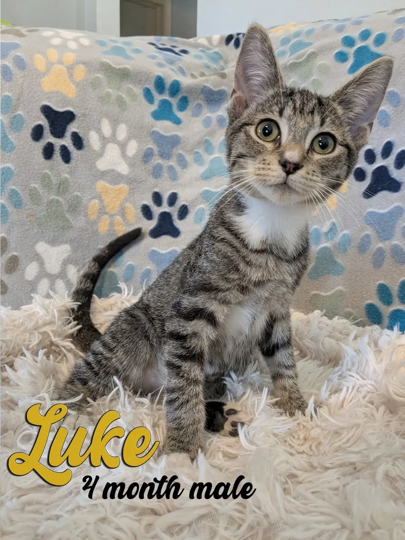 A young small-sized male Brown Tabby Tabby cat named Luke for adoption