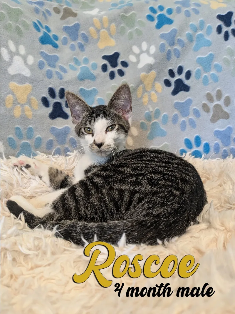 A young small-sized male Tabby and White Tabby cat named Roscoe for adoption