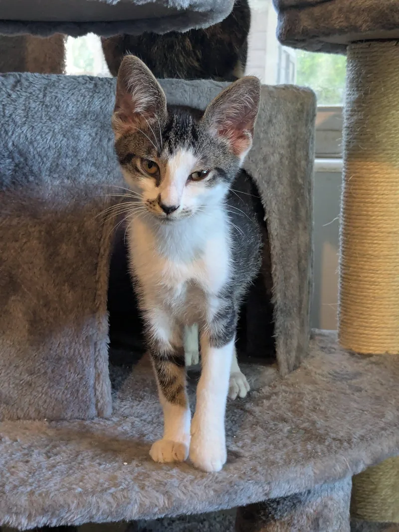 Roscoe thumbnail 2