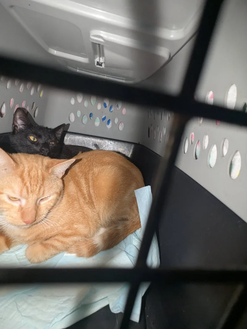 A young small-sized male Classic Tabby Orange Tabby cat named Jameson for adoption