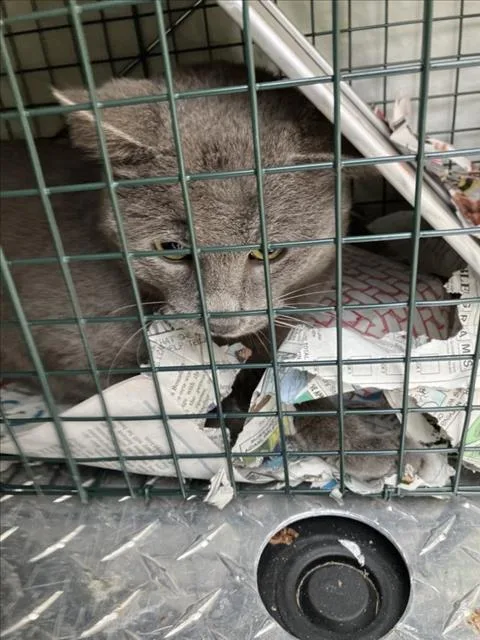 An adult medium-sized male Domestic Short Hair cat named Ceniza for adoption in Dallas, TX