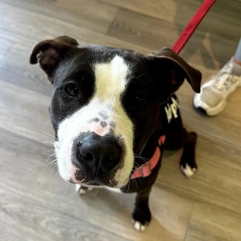 Tinkerbell thumbnail 3