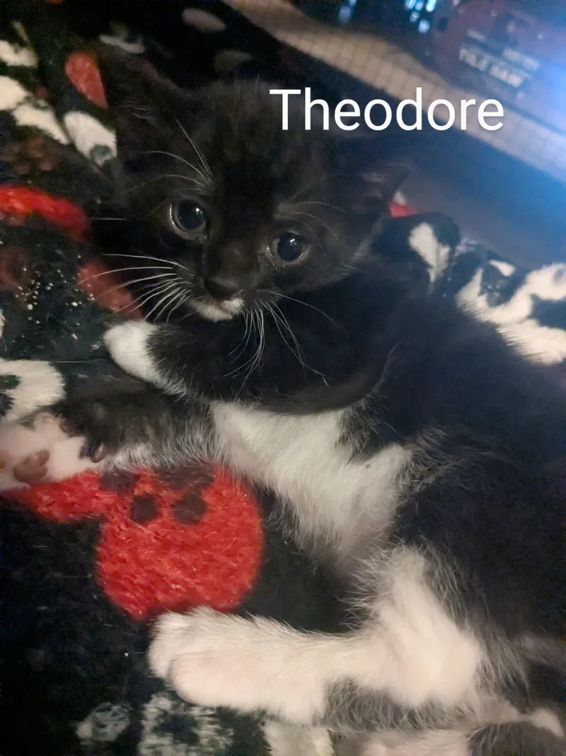 Theodore thumbnail 2