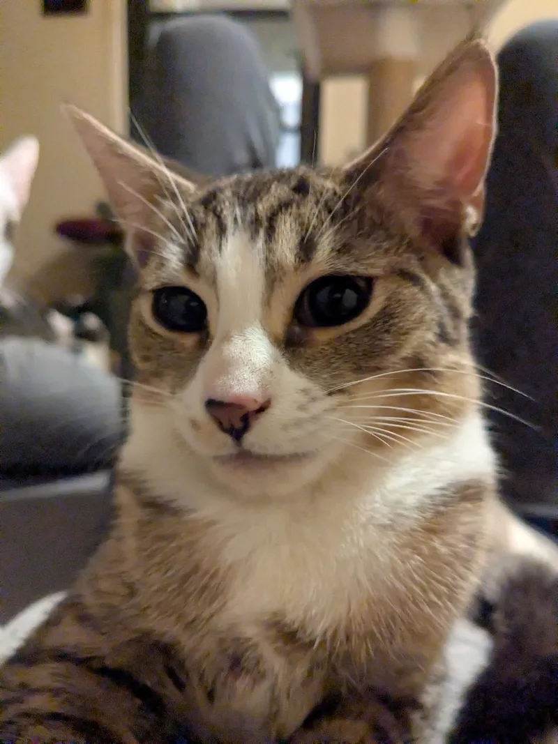 A young small-sized female tabby and white Tabby cat named Ripley for adoption