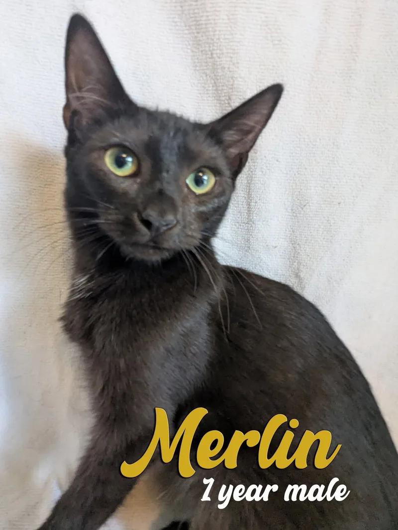 A young small-sized male Black and white Domestic Short Hair cat named Merlin for adoption