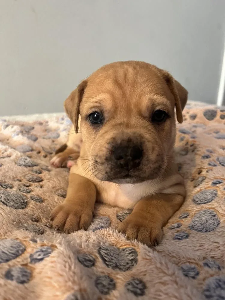A baby small-sized male Tricolor (Brown, Black, & White) American Bulldog dog named Reese's  Lola Mae for adoption in Lakeland, FL