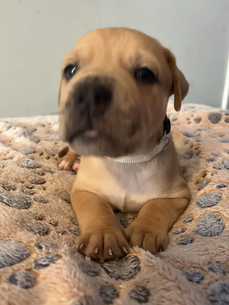 Reese's  Lola Mae thumbnail 2