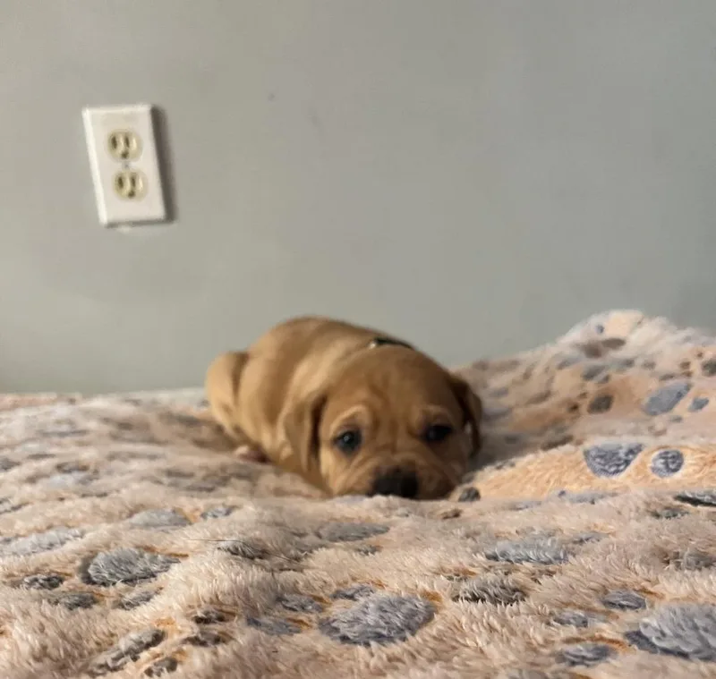 Reese's  Lola Mae thumbnail 3