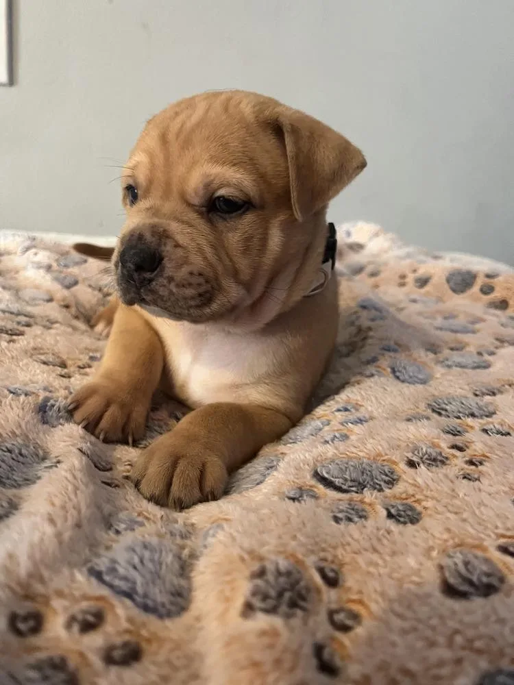 Reese's  Lola Mae thumbnail 4