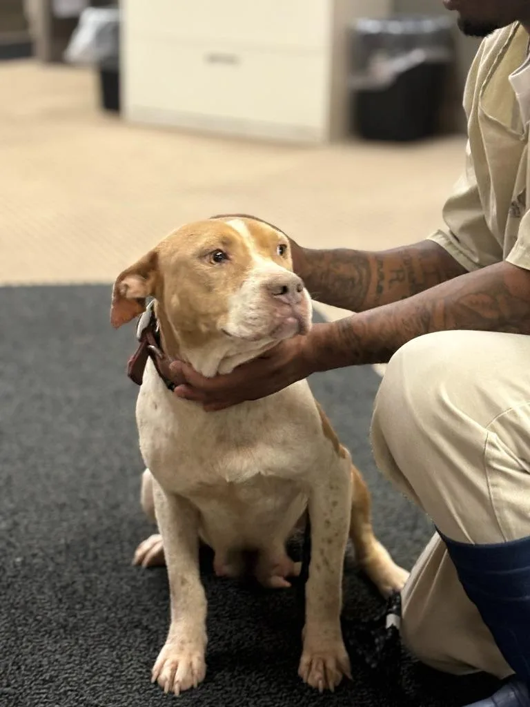 An adult medium-sized female Pit Bull Terrier dog named Foxy for adoption in Effingham, SC