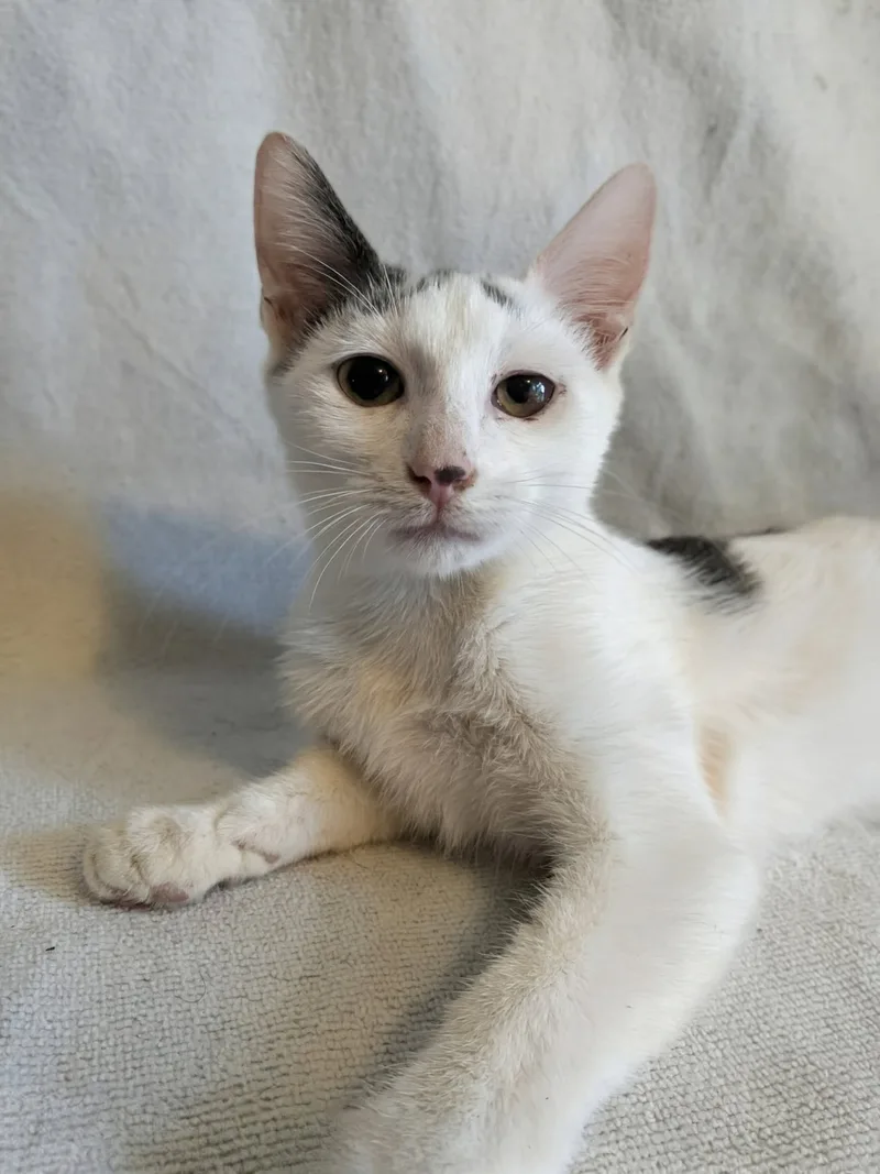 A young small-sized male blue and white Domestic Short Hair cat named Ozzy for adoption
