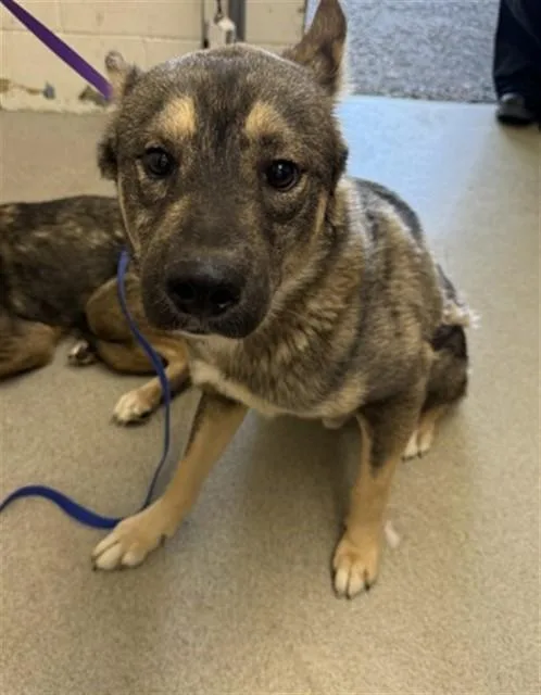A young medium-sized male German Shepherd Dog dog named Benny for adoption in San Bernardino, CA