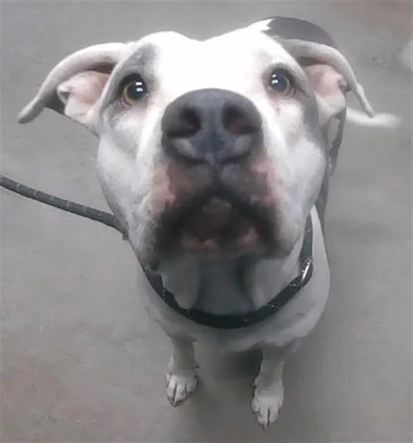 An adult large-sized female Pit Bull Terrier dog named Moochie for adoption in Phoenix, AZ