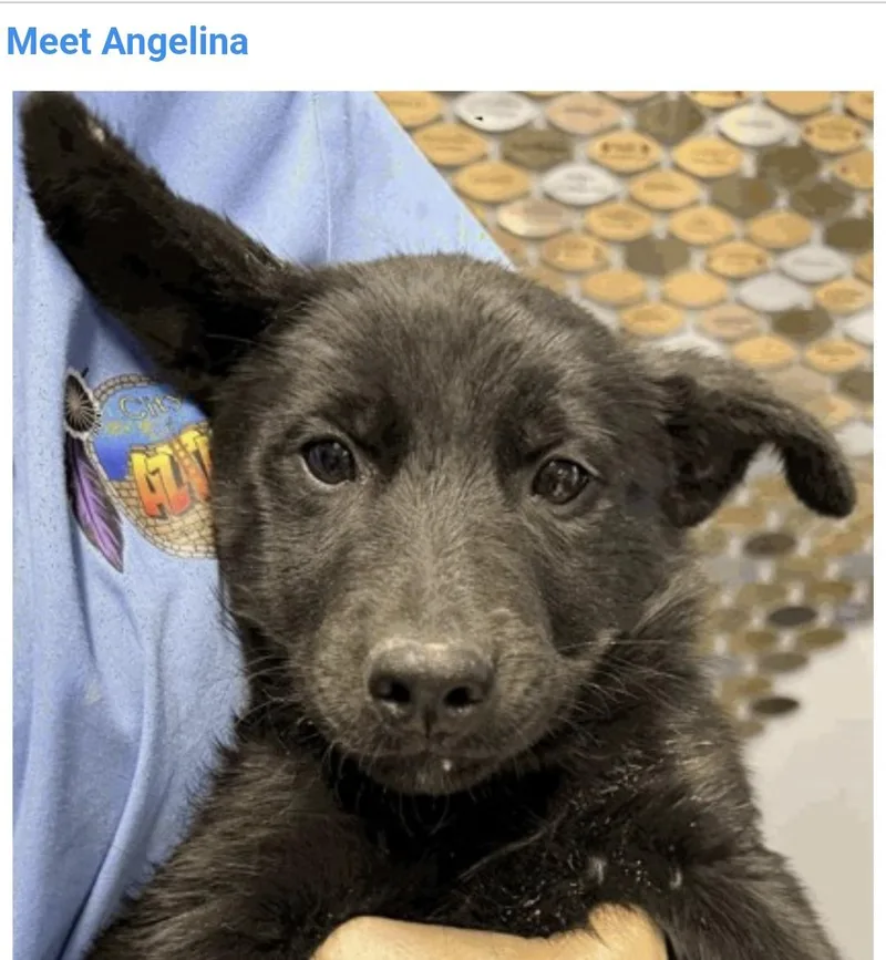 A baby medium-sized female Australian Shepherd dog named Angelina for adoption in Salt Lake City, UT