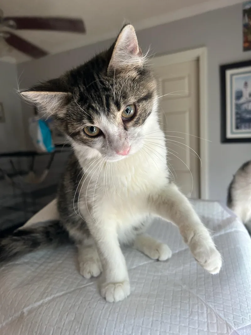 A baby medium-sized male Tabby (Buff / Tan / Fawn) Domestic Medium Hair cat named Larry for adoption in Calera, AL