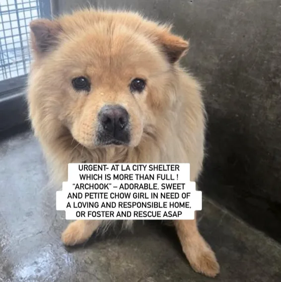 An adult medium-sized female Chow Chow dog named 'Archook' for adoption