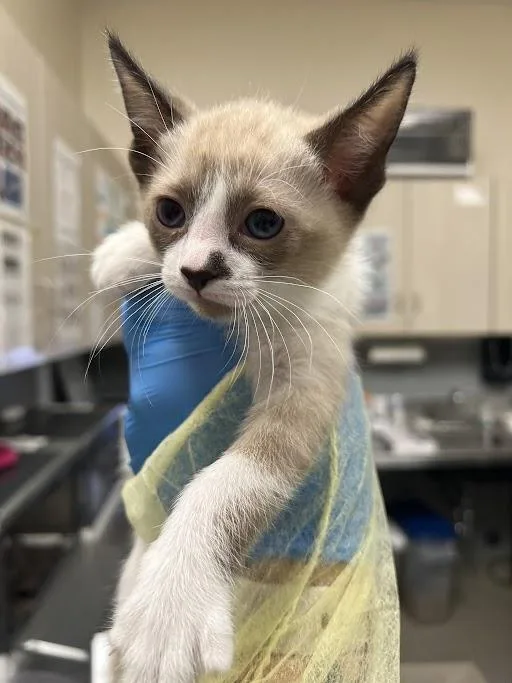 A baby small-sized female Domestic Short Hair cat named Caballero for adoption in Las Vegas, NV