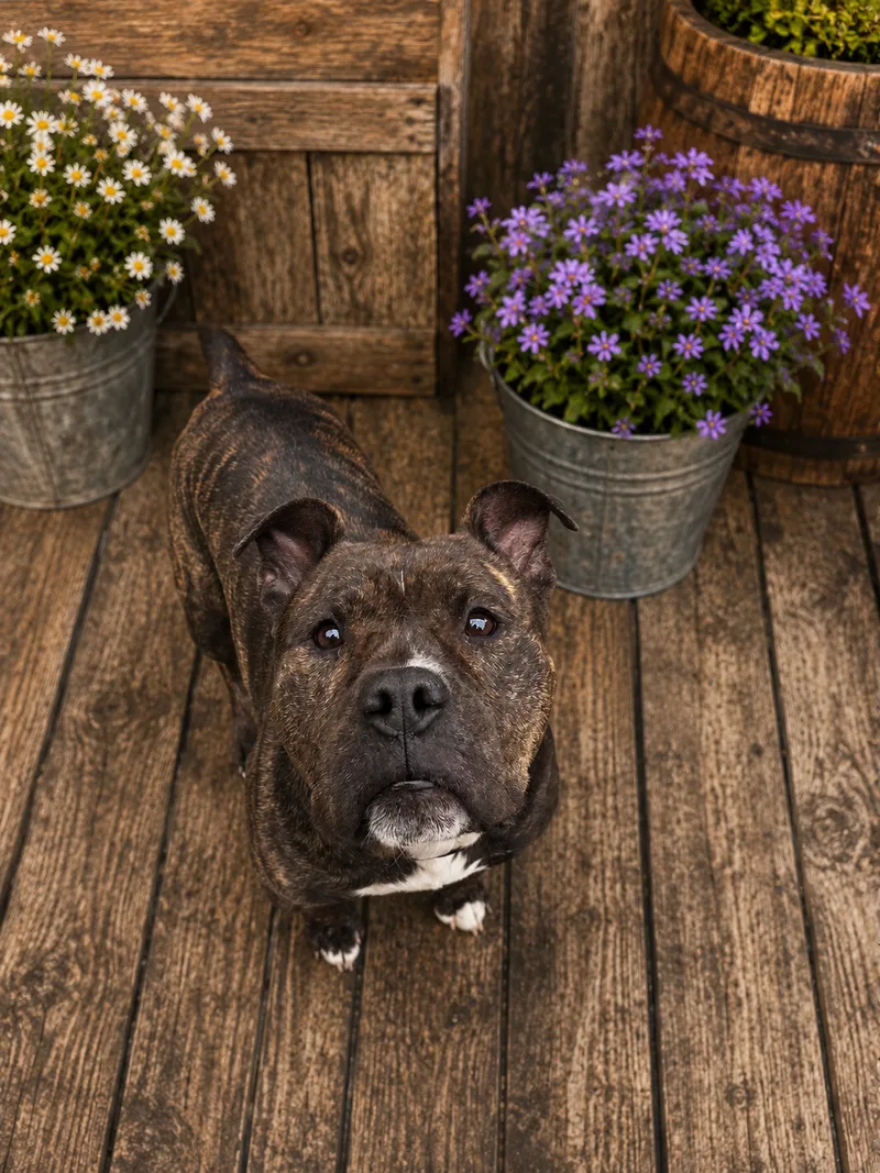 A senior large-sized male brindle American Staffordshire Terrier dog named Jimmy Chew (JC) for adoption
