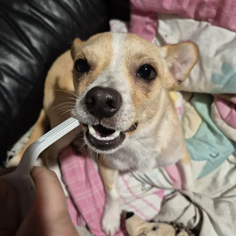 Big Cheery George Chiweenie thumbnail 2