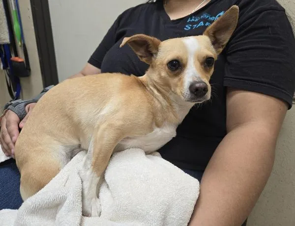 A young small-sized female Chihuahua dog named Camelia for adoption in Oceanside, CA