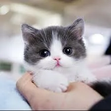 A young large-sized female American Wirehair cat named Cren for adoption
