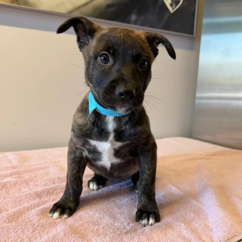 A baby small-sized female Black Belgian Shepherd / Malinois dog named Coffee for adoption in San Gabriel, CA