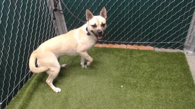 A young medium-sized female Shiba Inu dog named Ciabatta for adoption in Downey, CA
