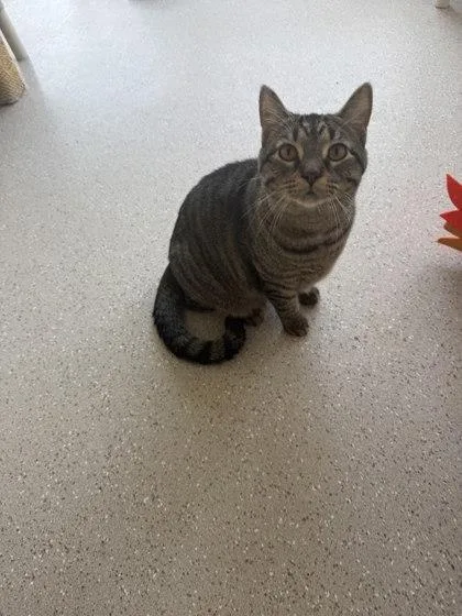 A young large-sized male Domestic Short Hair cat named Alvin for adoption in Winona, MN