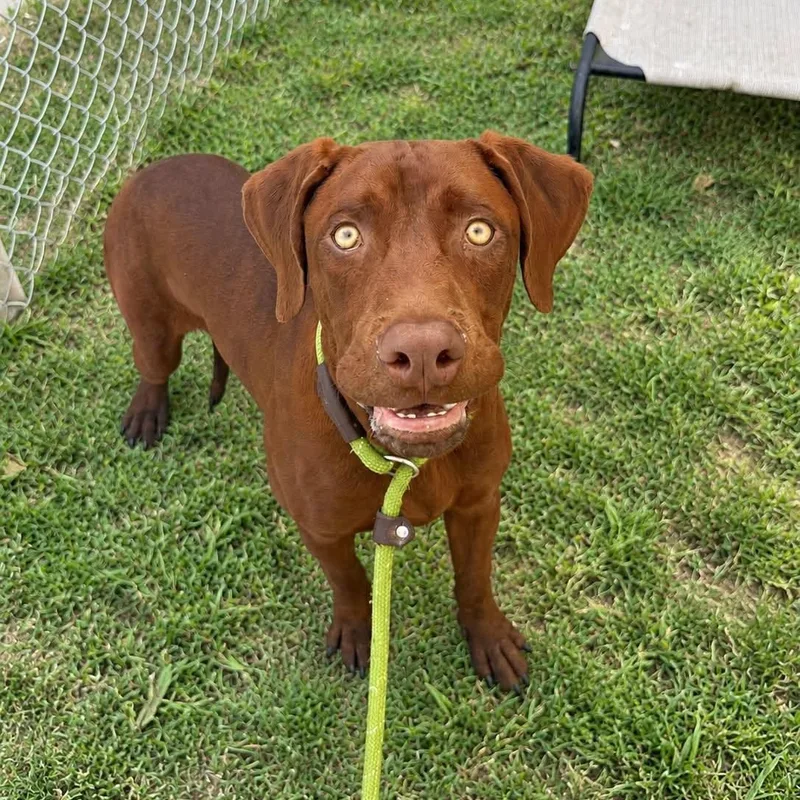 A young medium-sized male Brown / Chocolate Mixed Breed dog named Kylo for adoption in Warren, OH