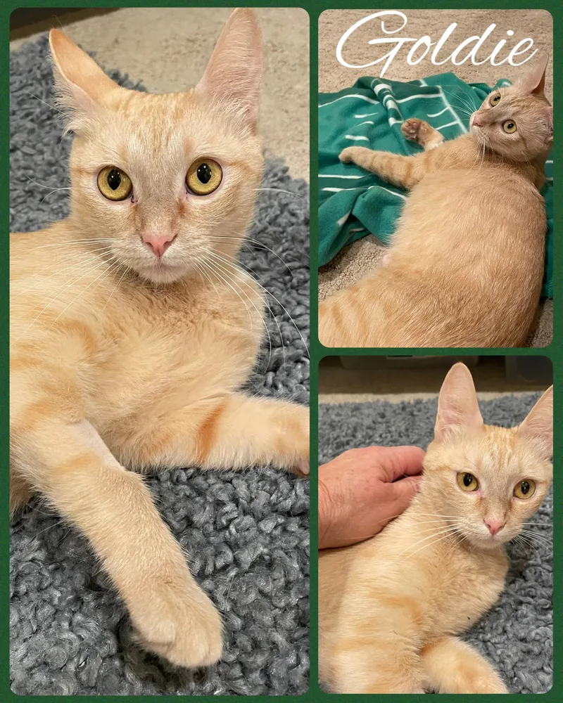 Goldie