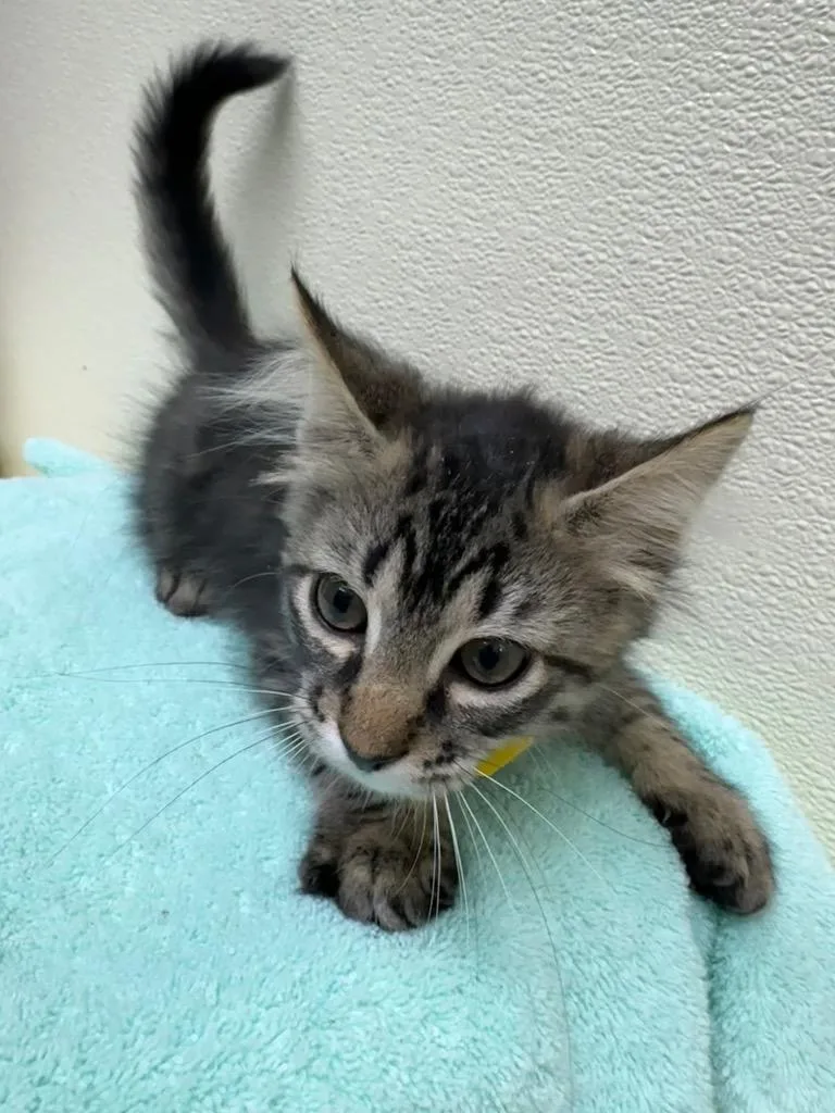 A baby small-sized female Domestic Medium Hair cat named Ciabatta for adoption in Shorewood, IL