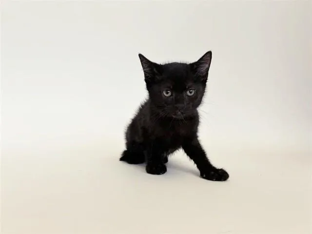 A baby small-sized female Domestic Short Hair cat named Jet for adoption in Saint Louis, MO