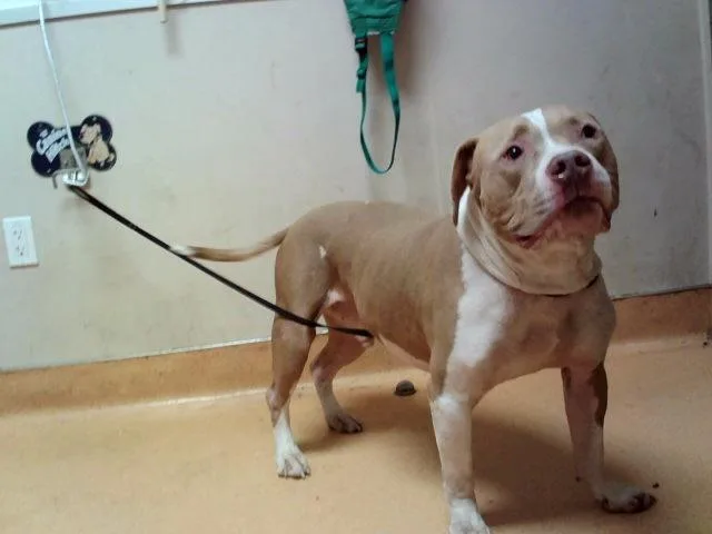 An adult large-sized male Pit Bull Terrier dog named Ace for adoption in Martinez, CA