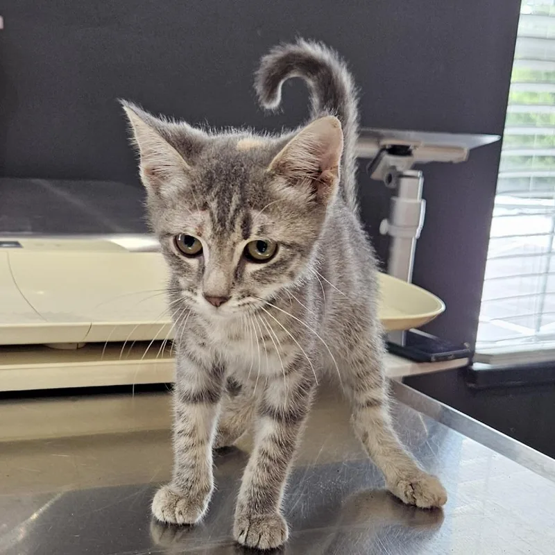 A baby small-sized female Gray / Blue / Silver Domestic Short Hair cat named Genie for adoption in Livingston, TX