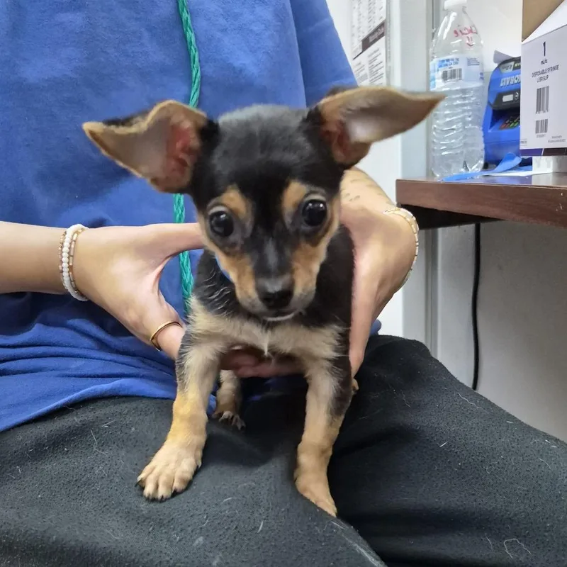 A baby small-sized male Black Chihuahua dog named Chris Chi Rock for adoption in Ardmore, OK