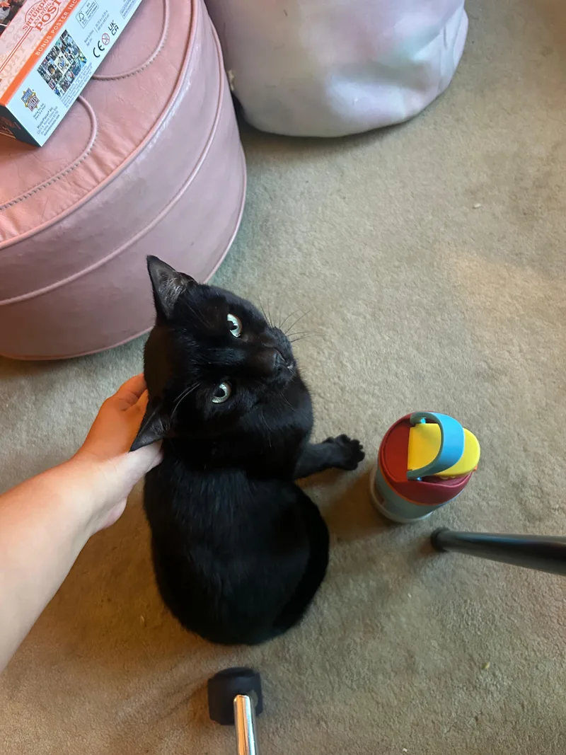 A young small-sized male Black Domestic Short Hair cat named Blackberry for adoption