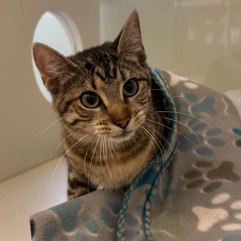 A young medium-sized female Brown / Chocolate Domestic Short Hair cat named Maybelline for adoption in Beaumont, TX