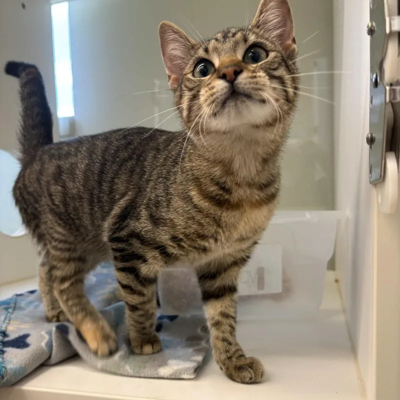 Maybelline thumbnail 3