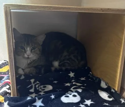 An adult small-sized female Domestic Short Hair cat named Sunshine for adoption in Bellevue, WA