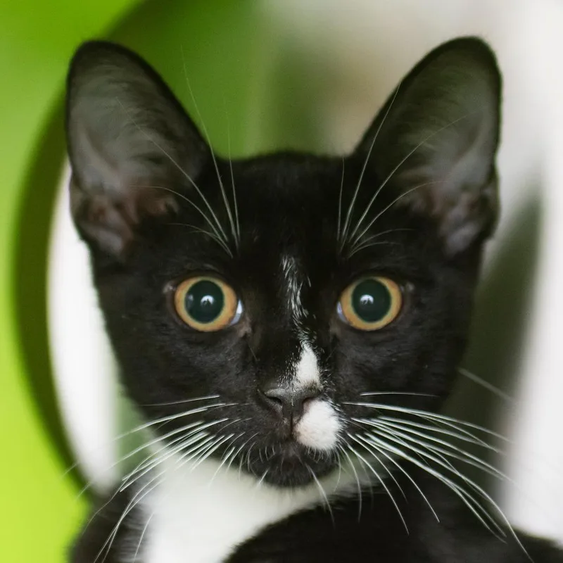 A baby small-sized male Black Domestic Short Hair cat named Tyler for adoption in Middletown, RI